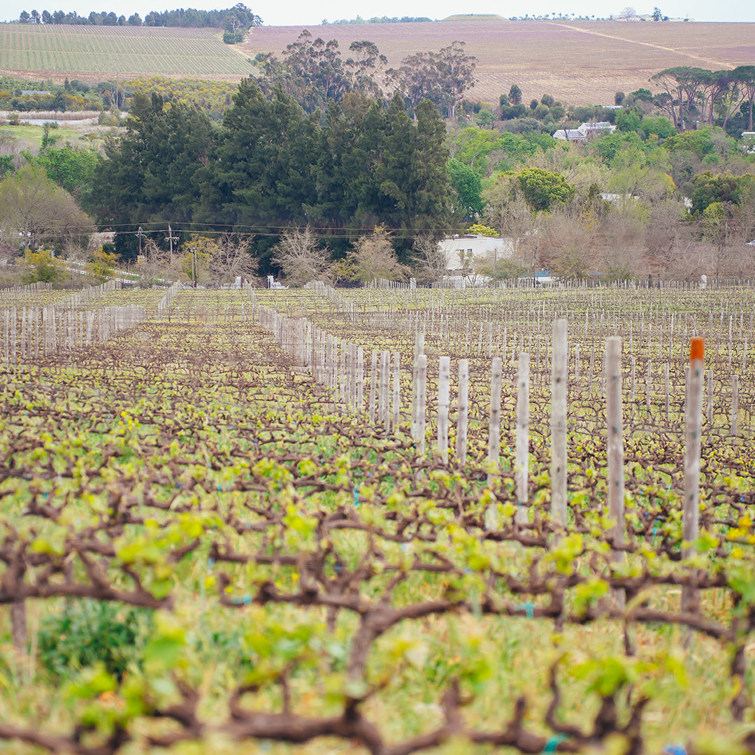 Vriesenhof Barrel Fermented Chardonnay 2024